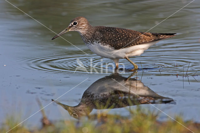 Witgatje (Tringa ochropus)