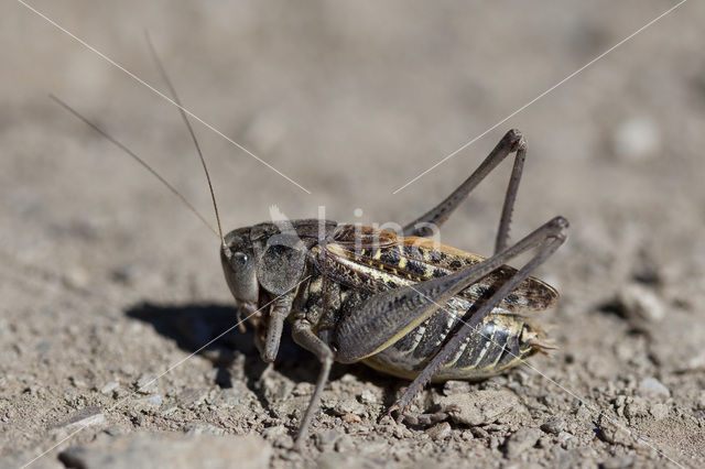 Wrattenbijter (Decticus verrucivorus)