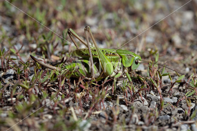 Wrattenbijter (Decticus verrucivorus)