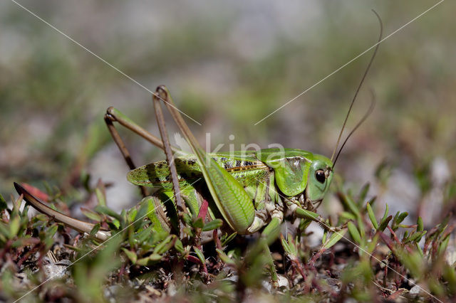 Wart-biter (Decticus verrucivorus)