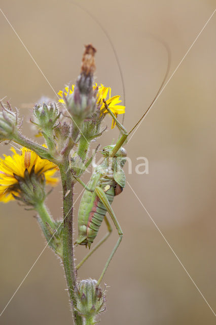 Zadelsprinkhaan (Ephippiger ephippiger)