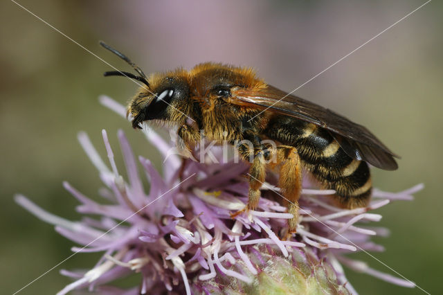 Zesbandgroefbij (Halictus sexcinctus)