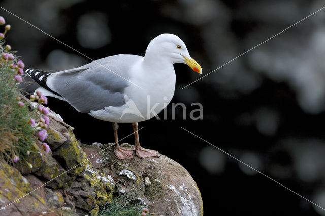 Zilvermeeuw (Larus argentatus)