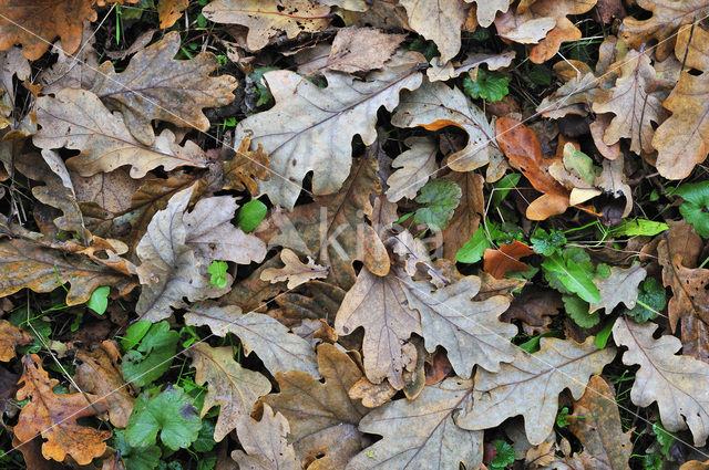 Zomereik (Quercus robur)