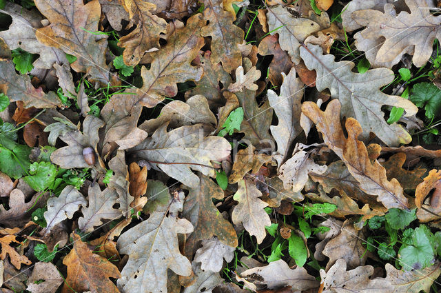 Zomereik (Quercus robur)