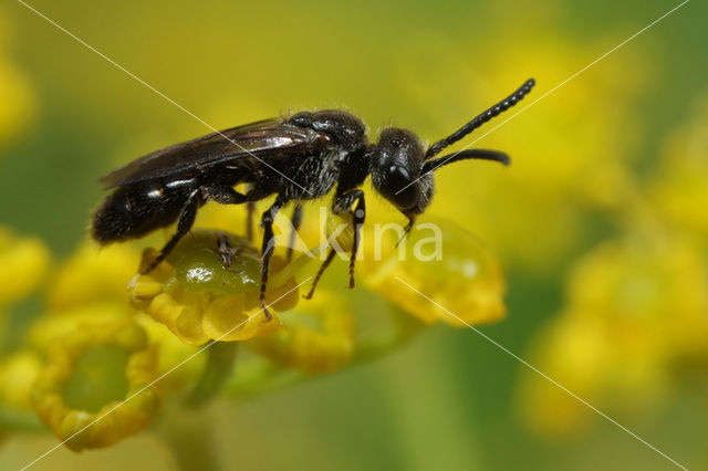 Zwarte bloedbij (Sphecodes niger)