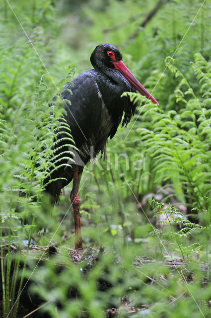 Zwarte Ooievaar (Ciconia nigra)