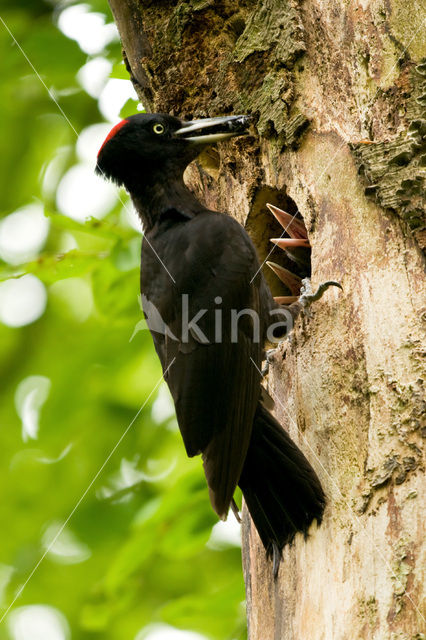 Zwarte Specht (Dryocopus martius)