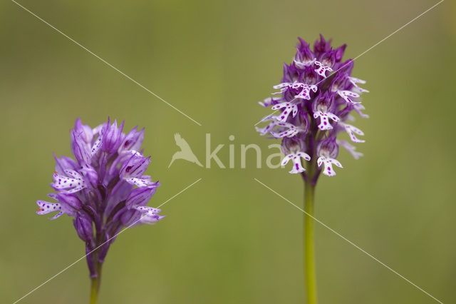 Aangebrande orchis x Drietandorchis (Neotinea ustulata x Neotinea tridentata)