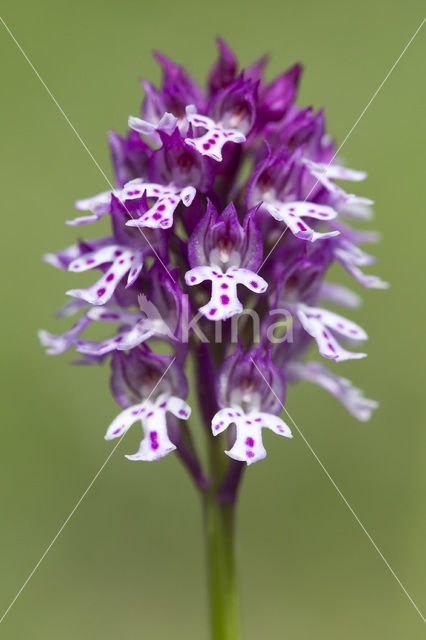 Aangebrande orchis x Drietandorchis (Neotinea ustulata x Neotinea tridentata)