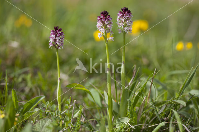 Burnt Orchid (Neotinea ustulata)