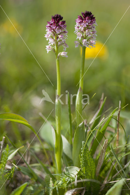 Aangebrande orchis (Neotinea ustulata)