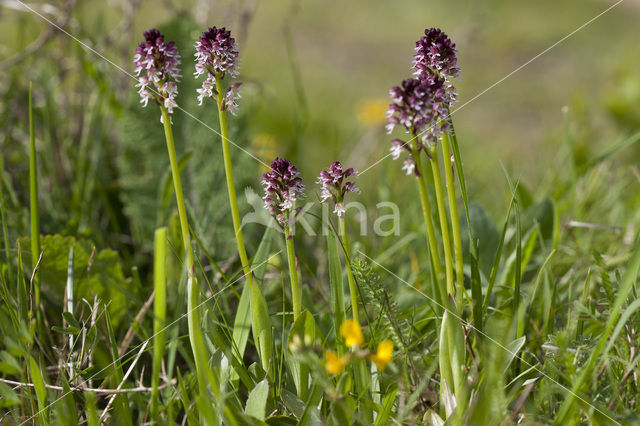 Aangebrande orchis (Neotinea ustulata)