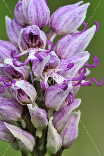 Monkey Orchid (Orchis simia)