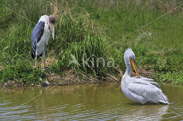 Afrikaanse Maraboe (Leptoptilos crumeniferus)