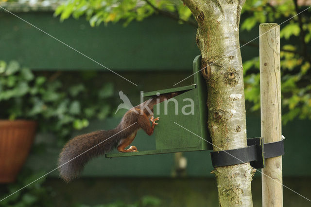 Eekhoorn (Sciurus vulgaris)