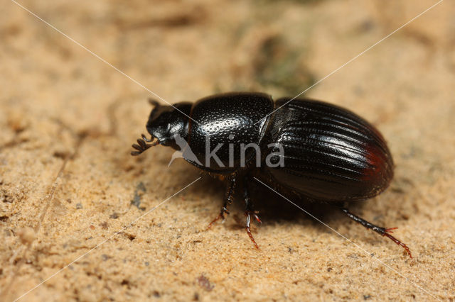 Aphodius haemorroidalis