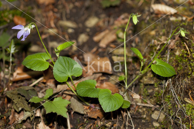 Bleeksporig bosviooltje (Viola riviniana)