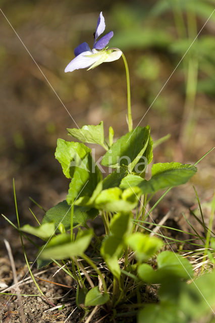 Bleeksporig bosviooltje (Viola riviniana)