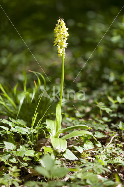 Bleke orchis (Orchis pallens)