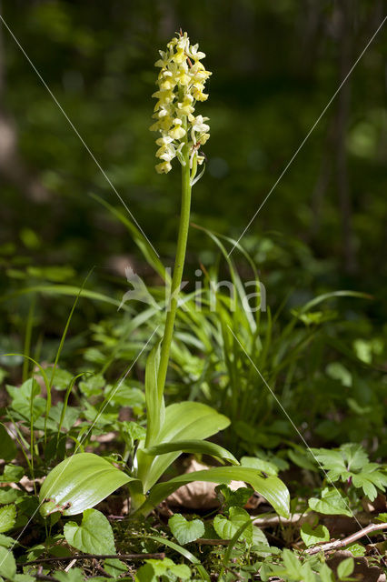 Pale-flowered Orchid (Orchis pallens)