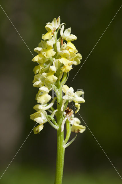 Bleke orchis (Orchis pallens)