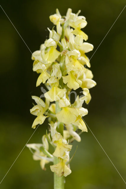 Pale-flowered Orchid (Orchis pallens)