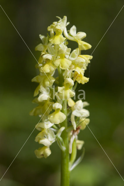 Pale-flowered Orchid (Orchis pallens)