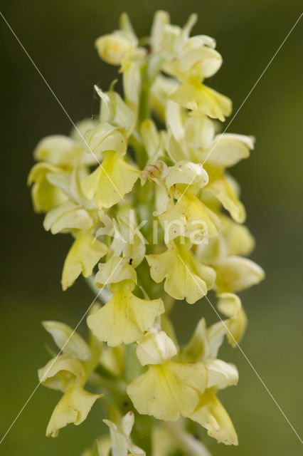 Bleke orchis (Orchis pallens)