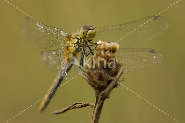 Bloedrode heidelibel (Sympetrum sanguineum)