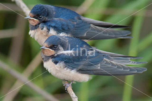 Boerenzwaluw (Hirundo rustica)