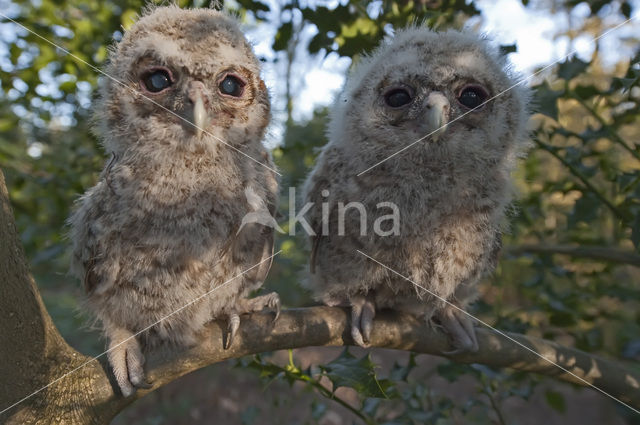 Bosuil (Strix aluco)