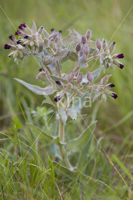 Monkswort (Nonea pulla)