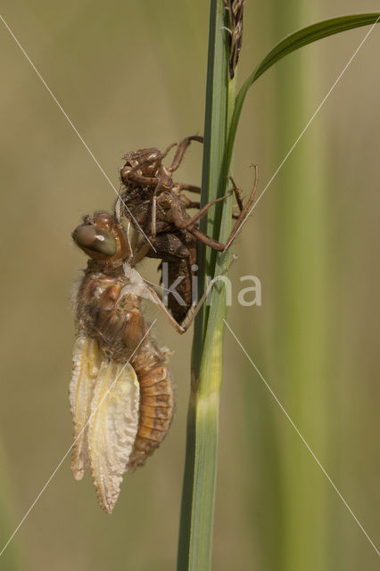 Scarce Chaser (Libellula fulva)