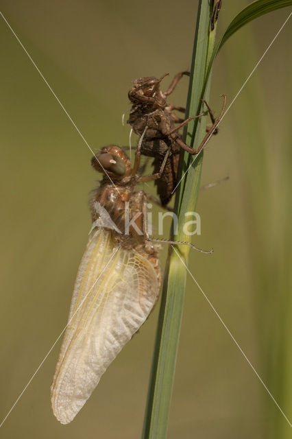 Bruine korenbout (Libellula fulva)