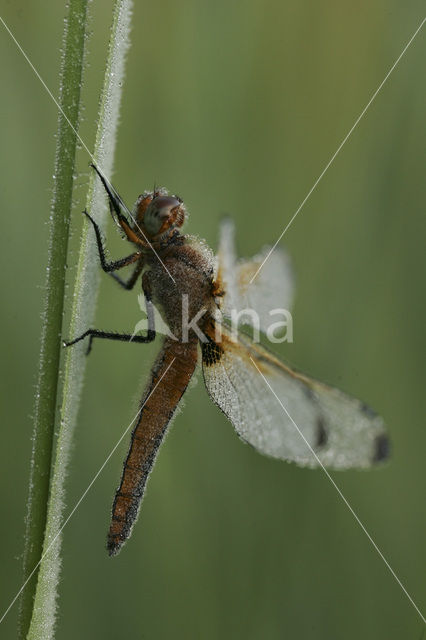 Bruine korenbout (Libellula fulva)