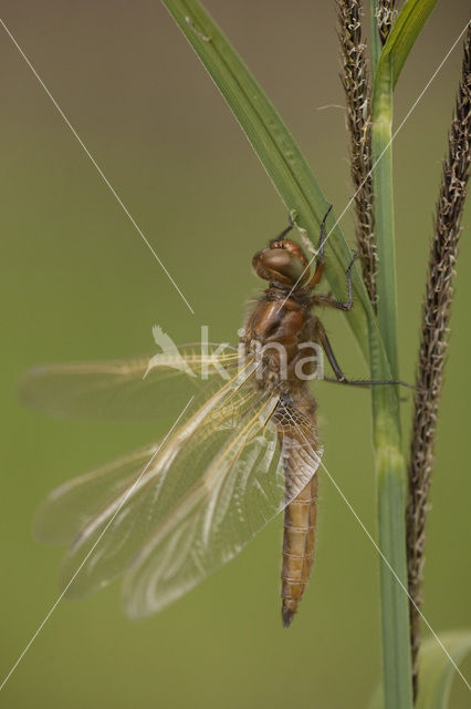 Bruine korenbout (Libellula fulva)