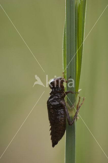 Bruine korenbout (Libellula fulva)