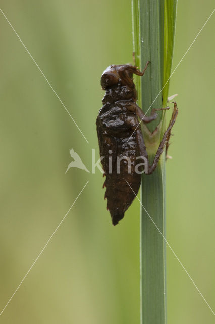 Scarce Chaser (Libellula fulva)