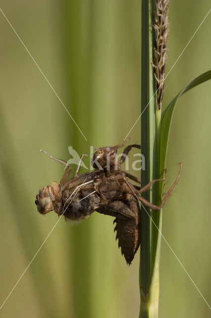 Bruine korenbout (Libellula fulva)