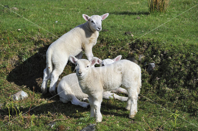 Cheviot schaap (Ovis domesticus)