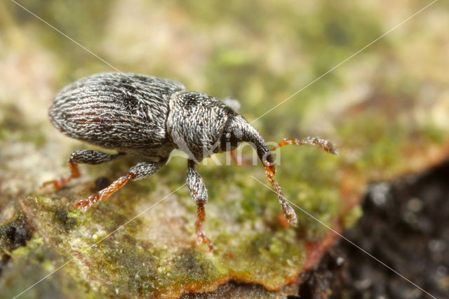 clover seed weevil (Tychius picirostris)