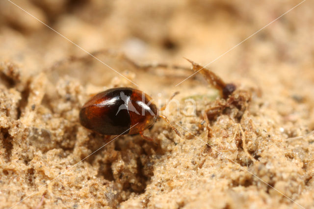 Corylophus cassidoides