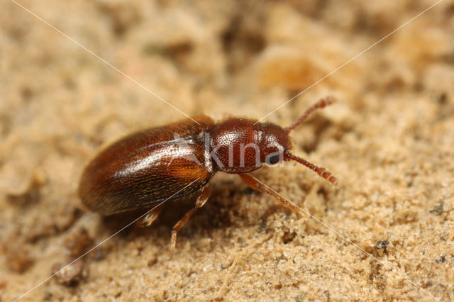 Cryptophilus obliteratus