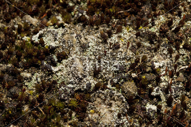 Foam lichen (Stereocaulon condensatum)