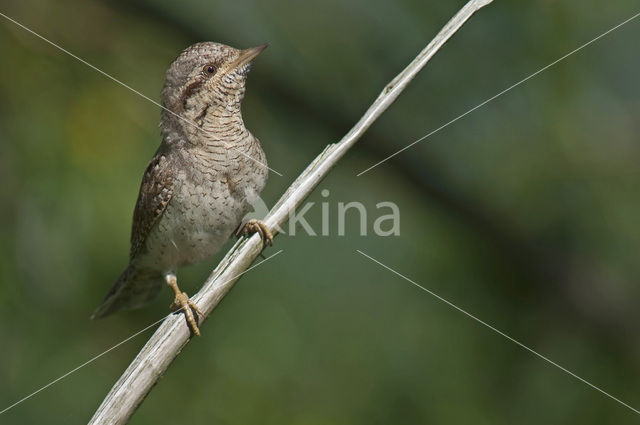 Eurasian Wryneck (Jynx torquilla)