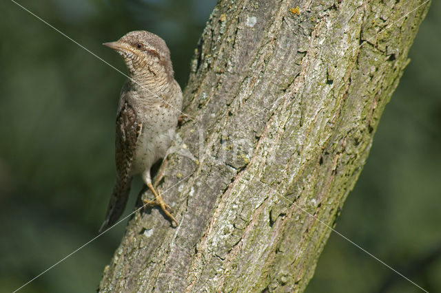 Draaihals (Jynx torquilla)