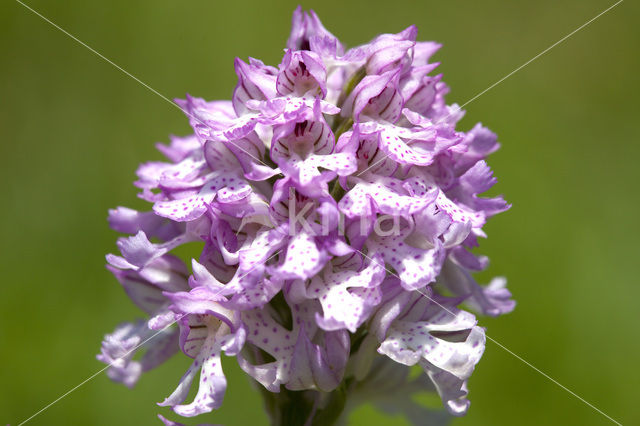 Drietandorchis (Neotinea tridentata)