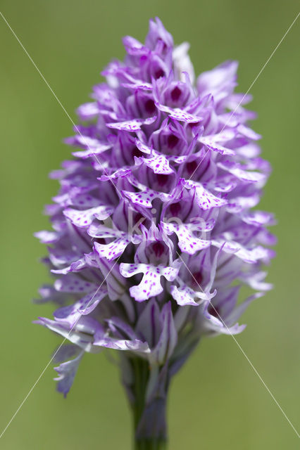 Drietandorchis (Neotinea tridentata)