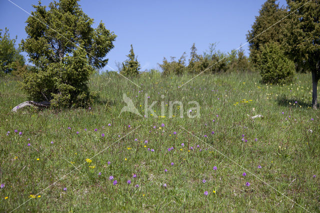 Drietandorchis (Neotinea tridentata)